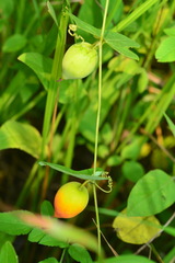 Solena amplexicaulis