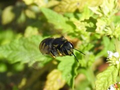 Anthidium florentinum