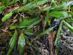 Coelognathus flavolineatus