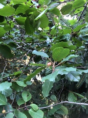 Frangula alnus