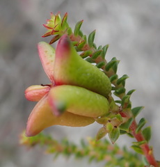 Diosma echinulata
