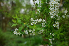 Spiraea prunifolia