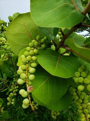 Coccoloba uvifera
