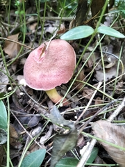 Xerocomus subtomentosus