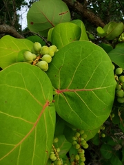 Coccoloba uvifera