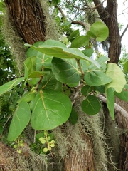 Coccoloba uvifera