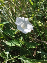 Calystegia sepium