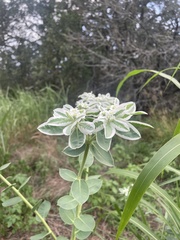 Euphorbia marginata