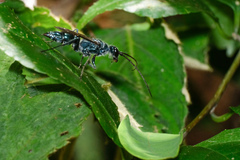 Trirogma caerulea