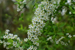 Spiraea prunifolia