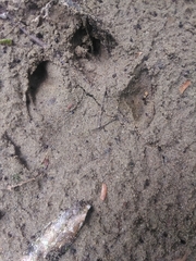 Tapirus terrestris