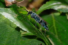 Trirogma caerulea