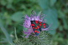 Zygaena