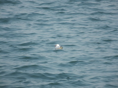 Chroicocephalus ridibundus