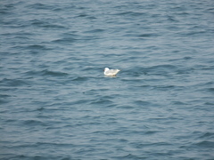 Chroicocephalus ridibundus