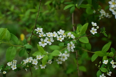 Spiraea prunifolia