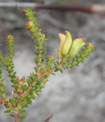Diosma echinulata