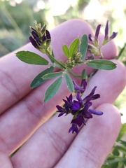 Medicago sativa