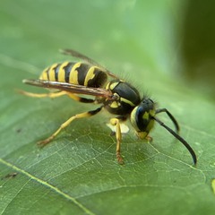 Vespula flavopilosa