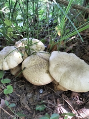 Caloboletus radicans