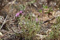 Thymus villosus