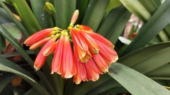 Clivia