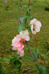 Chaenomeles