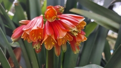 Clivia