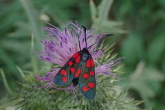 Zygaena