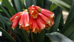 Clivia