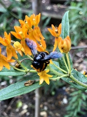 Megachile xylocopoides