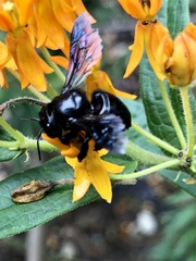 Megachile xylocopoides