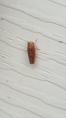 Aphrodes