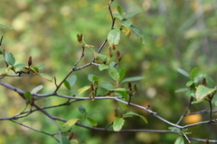 Rhododendron dauricum