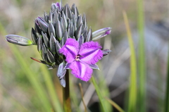 Thysanotus multiflorus
