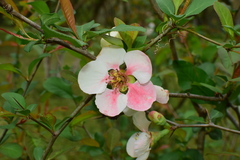 Chaenomeles