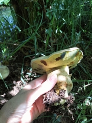 Caloboletus radicans