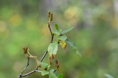 Rhododendron dauricum