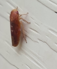 Aphrodes