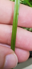 Cyperus strigosus