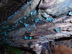 Chlorociboria aeruginascens