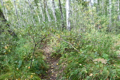 Rhododendron dauricum