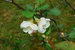 Chaenomeles