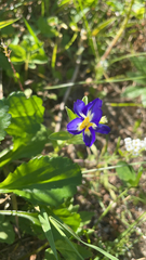 Convolvulus tricolor