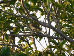 Pachyramphus aglaiae