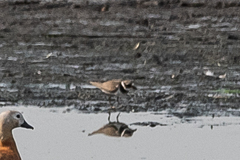 Charadrius hiaticula