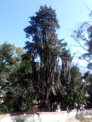 Tillandsia usneoides