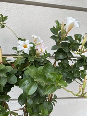 Mandevilla sanderi
