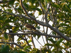 Pachyramphus aglaiae