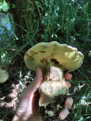 Caloboletus radicans